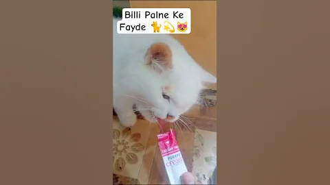 Video 11103731: catlover persiancat cutecat, persiancat cat cutecat, cutekitten persiancat