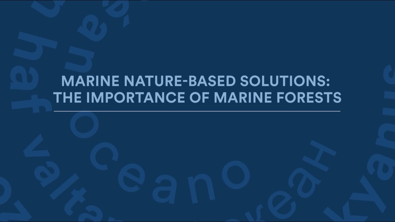 Marine nature-based solutions: the importance of marine forests | Blue Economy Summit 2024
