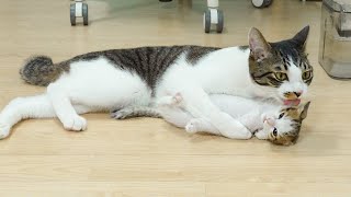 What Happens When the Big Cat Loves the Rescued Kitten So Much! │ Episode.54