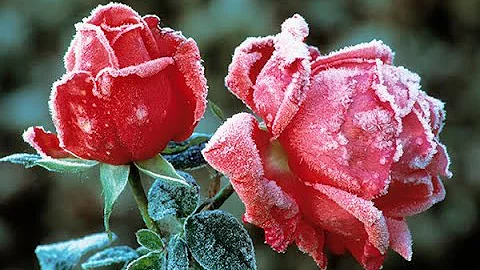 A Winter Rose - 2