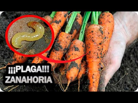 Video: Mosca de la zanahoria. Métodos de control de plagas