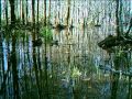 Wood Duck In Swamp.avi