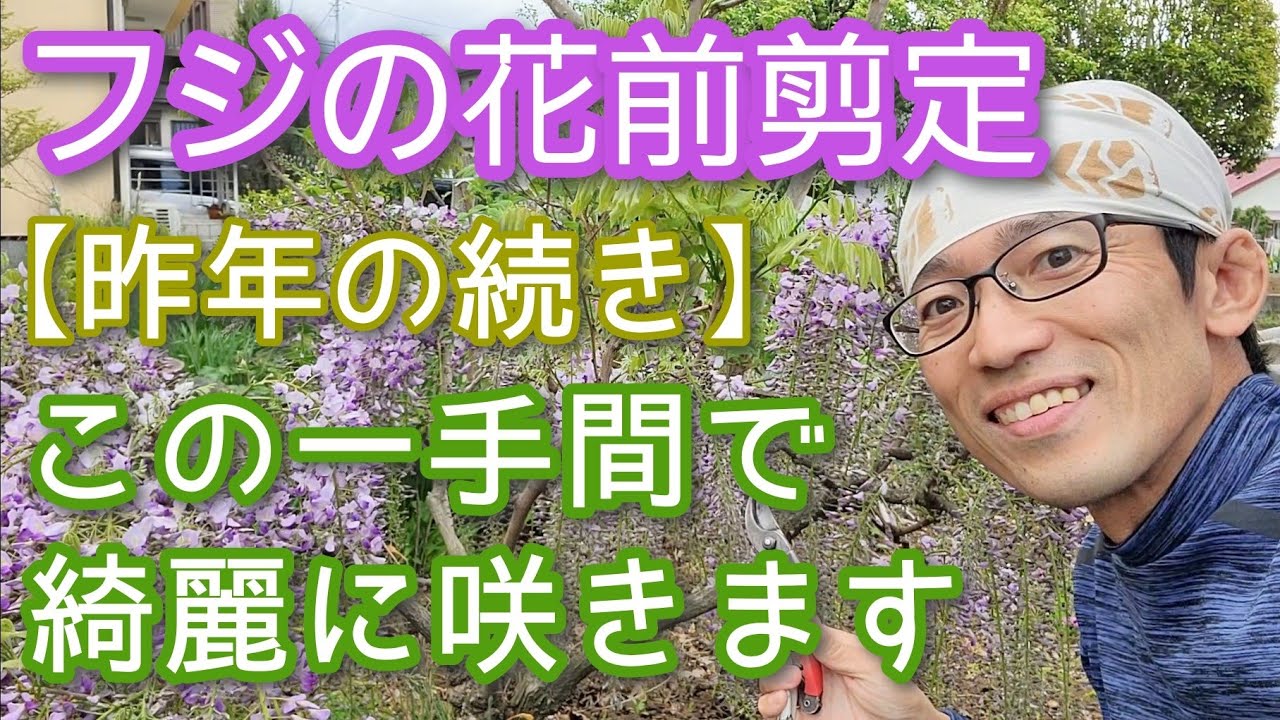 【フジの剪定(花の時期)】美しく見えるお手入れ方法と生育状況レポート(2024年4月)🌿🎶