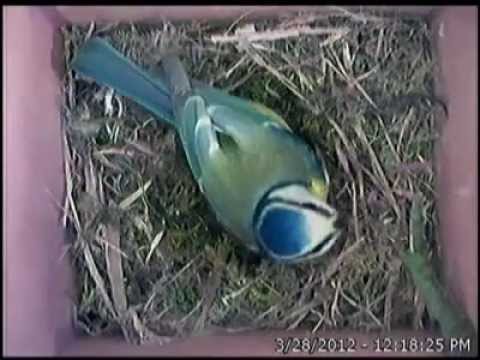 Petite vidéo de l'année passée dans un nichoir équipé d'une caméra, c'est  la période idéale pour installer les nichoirs dans votre jardin. Et si  vous, By Gardenature France