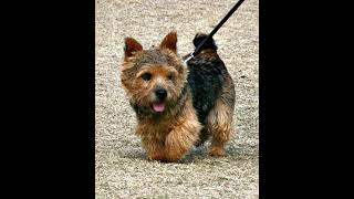 Norwich Terrier