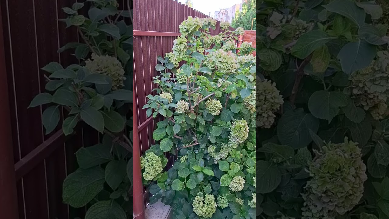 Râmnicu Sarat în picioarele goale