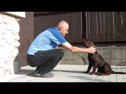 Video: Ako Pomenovať šteniatko Labradora