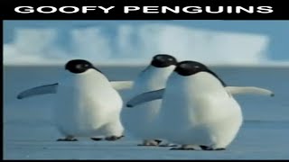Funny Penguin  #shorts