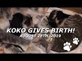 My cat gives birth to 2 kittens! *first time*