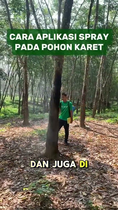 CARA APLIKASI AQ GREEN DENGAN  CARA SPRAY PADA POHON KARET