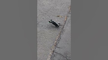 Hilariously Pathetic Drone Crash
