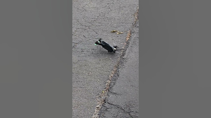 Hilariously Pathetic Drone Crash