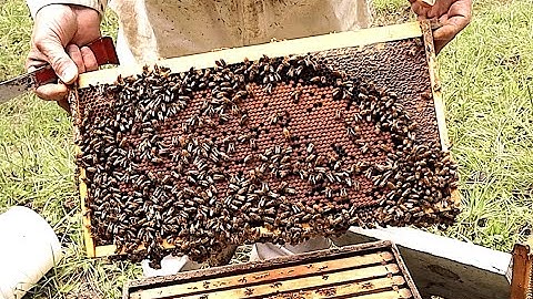 How We Prepare Bees For Winter Part 1
