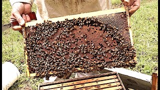 How We Prepare Bees For Winter Part 1