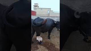 Dairy farm