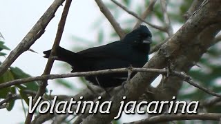 Canto E Salto Do Tiziu Volatinia Jacarina