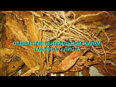 ДНЕВНИК ТАБАКОВОДА № 33 ( 27.07 Отделение центральной жилки табачного листа ) ТАБАК