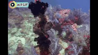IKAN DI DASAR LAUT ( Nirco Chanel )