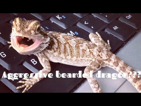 petco hours How to tame your dragon