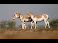 Indian Wild Ass at Little Rann of Kutchh,  Local name : &quot;Ghudkhar&quot;