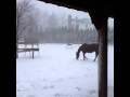 Horses Roll Around in the Snow