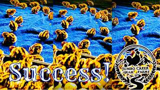 Precise Education On Incubating & Hatching Coturnix Quail! How to Incubate! For Beginners! screenshot 1