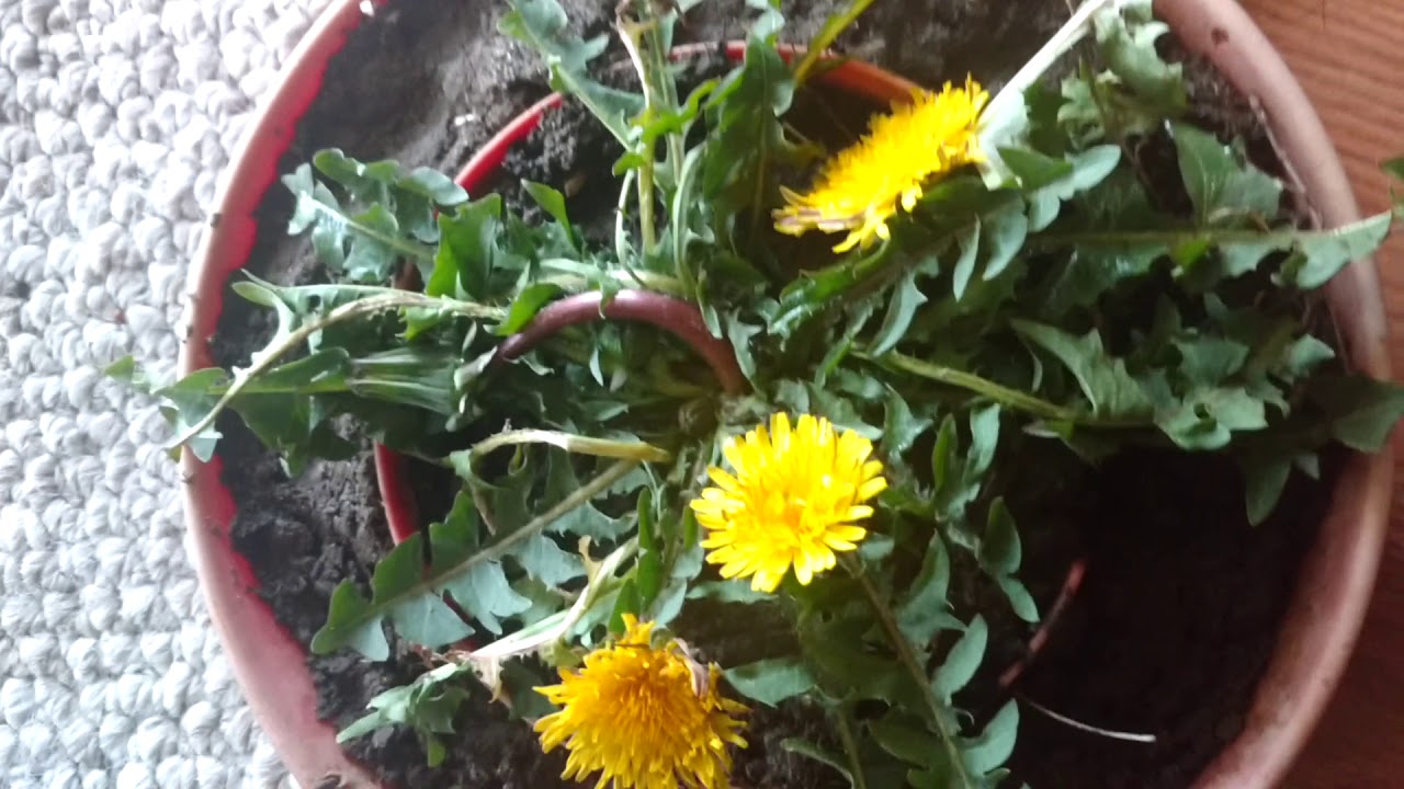 Growing Dandelions 