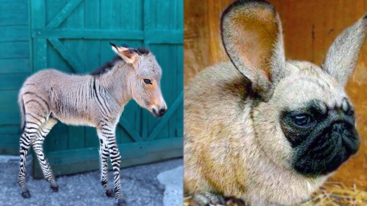 20 Bizarre Hybrid Animal That Actually Exist