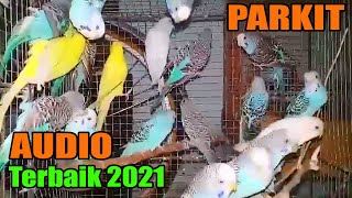 SUARA KICAU BURUNG PARKIT OMBYOKAN TERBARU 2021, Untuk Masteran Pancingan Parkit Agar Gacor