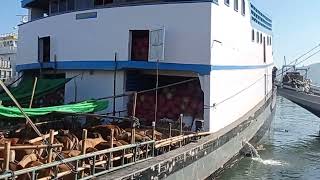 Download Lagu Sapi tujuan Banjarmasin MP3