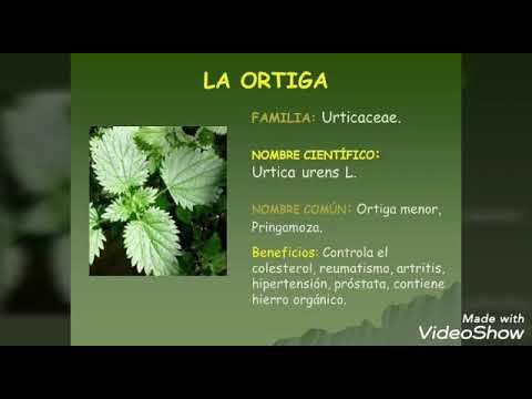 ortiga propiedades para la prostata ortiga propiedades para la prostata