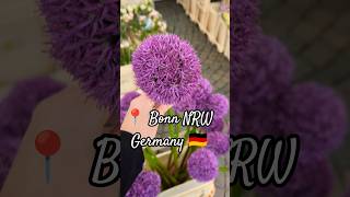 🤍 Bonner Wochenmarkt😍 Frische,Farben&Genuss pur! #shorts#bonn#germany#nrw #travel#deutschland#europe