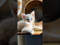 Tiny Yellow Cat Full of Cuteness 🧡🐱 #catlife #TinyCat #YellowCat #CuteKitten #CatLovers #CuteAnimals