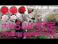 Pruning garden roses【木立性バラの冬剪定】ハイブリッドティ５品種で解説（字幕）