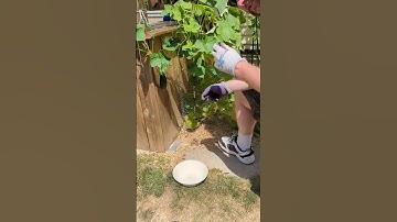 picking pickling cucumbers #shorts