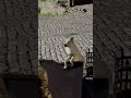 What d dog doing #anime #clips #funny #meme #vtuber #vtuberclips #crimsondesert