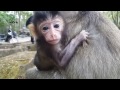 Life of monkey Ep74, new baby monkey, life of poor baby monkey, life of ...
