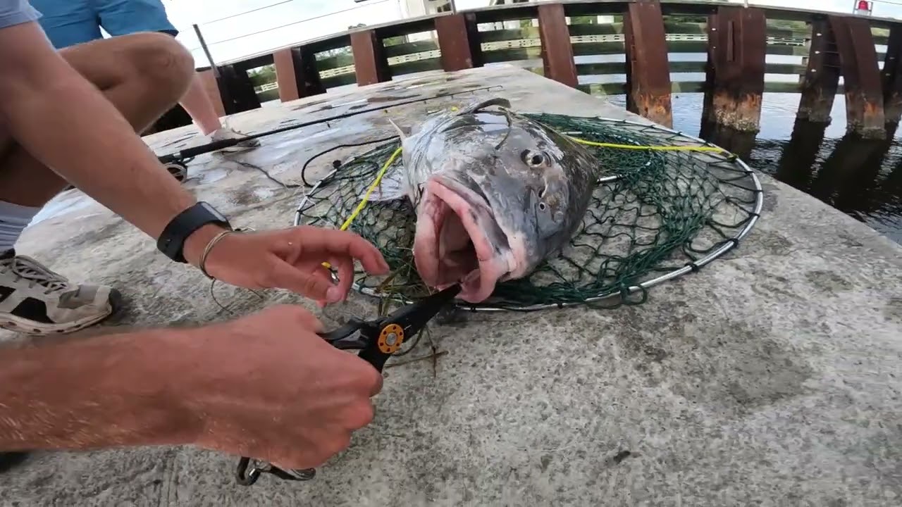 Monster Black Drum under bridge!
