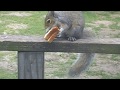 Mini Squirrel Eating JIF Sandwich