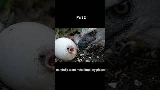 #animals #animaldocumentary respect for real creator