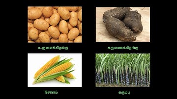 6TH STD SCIENCE TERM 3 QR CODE VIDEO - உணவுத் தாவரங்கள்