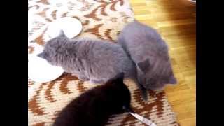 Британские котята. Питомник Ridolina. Британские котята. Питомник Ridolina.
