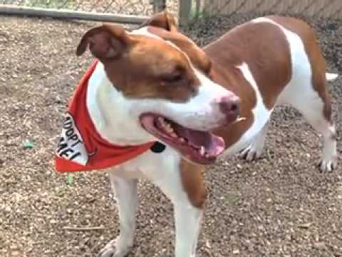 petco hours Dallas-ADOPTED