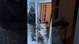 Brave Soldiers, Dogs Are Always Home Waiting For You
