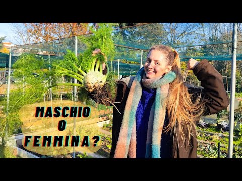 FINOCCHI: Come riconoscere