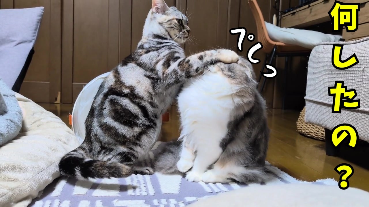 先住猫にぺチンされた子猫がかわいい