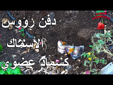 فيديو: استخدام مخلفات الأسماك كسماد