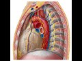 Сосуды и нервы средостения