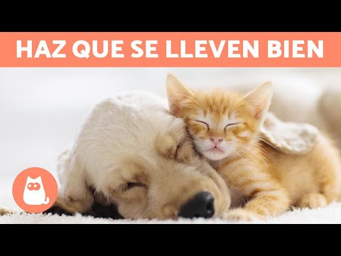 Video: Por Qué Amo Adequan Para Perros Y Gatos