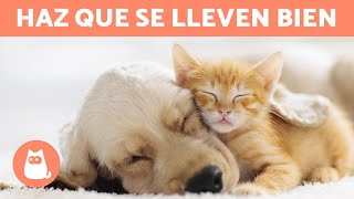 ¿Por qué mi gato NO ACEPTA a mi PERRO? ❌ ¡Ponle solución!